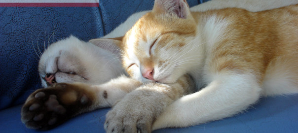 National DO NOTHING Day